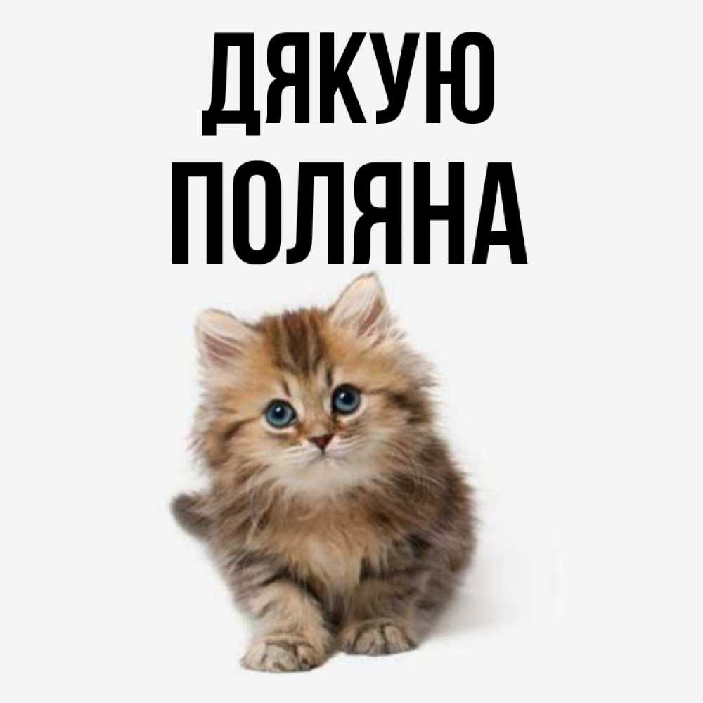 Открытка на каждый день з підписом, Поляна Дякую пушистый котик Прикольна листівка з побажанням онлайн скачати безкоштовно 
