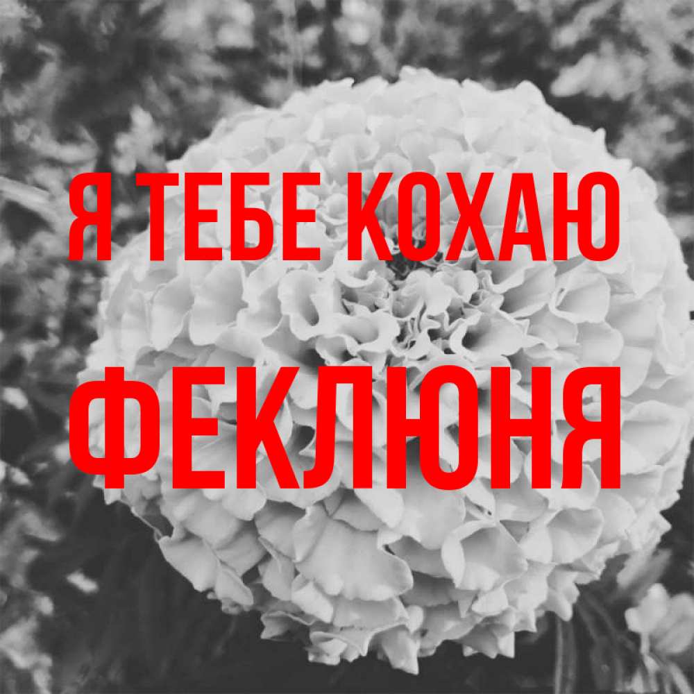 Открытка на каждый день з підписом, Феклюня Я тебе кохаю подпись Прикольна листівка з побажанням онлайн скачати безкоштовно 